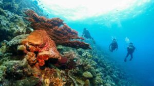 Wakatobi wisata diving terbaik Indonesia 2025